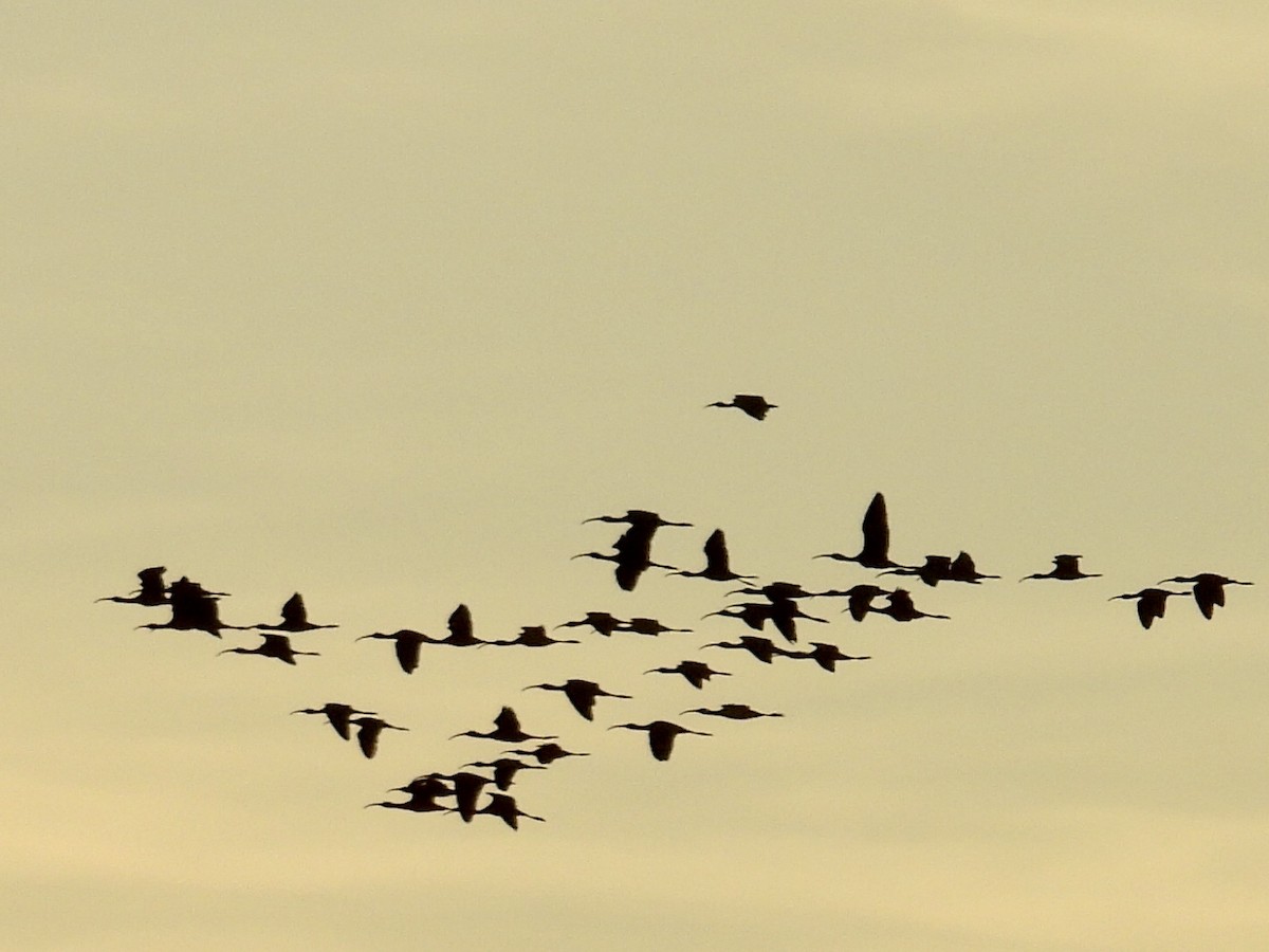 White-faced Ibis - ML643318486