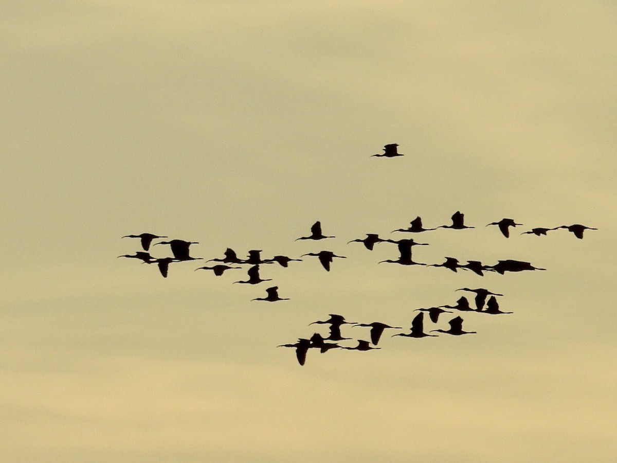 White-faced Ibis - ML643318487