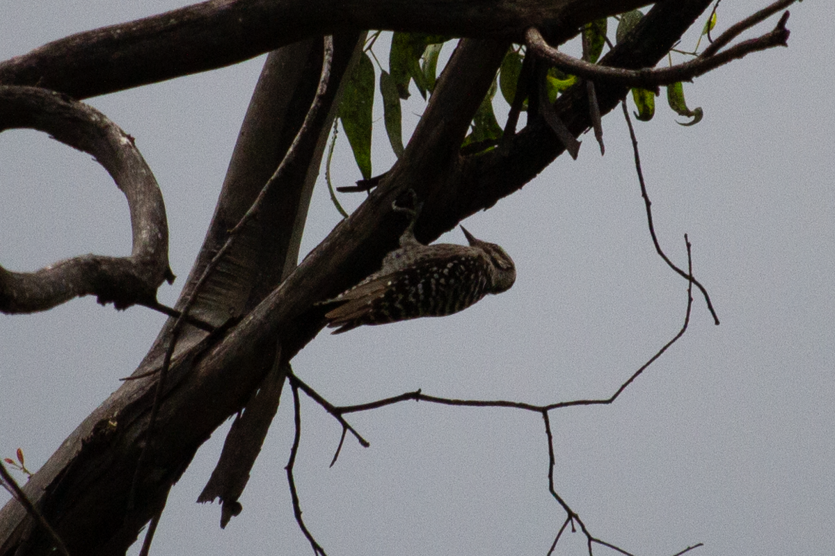 Ladder-backed Woodpecker - ML643318489