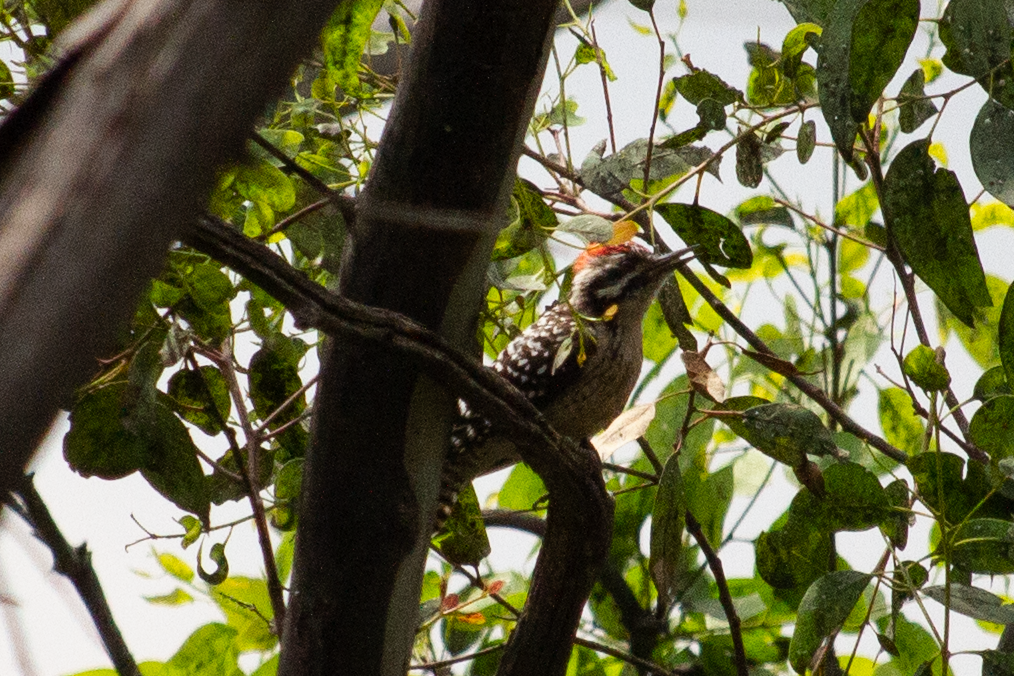 Ladder-backed Woodpecker - ML643318490
