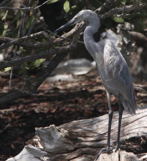 Reddish Egret - ML643318491