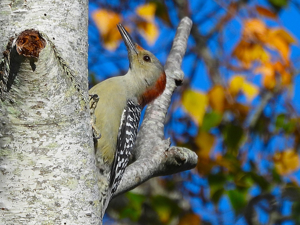 Northern Flicker - ML643318492