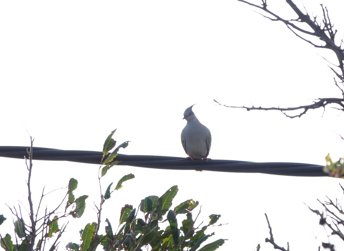 Crested Pigeon - ML643318494