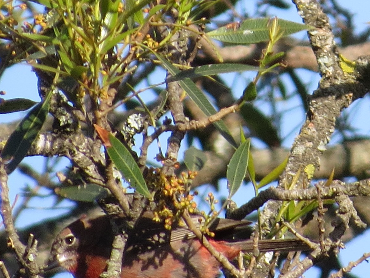 Red-crested Finch - ML643318495