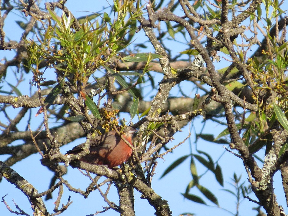 Red-crested Finch - ML643318496