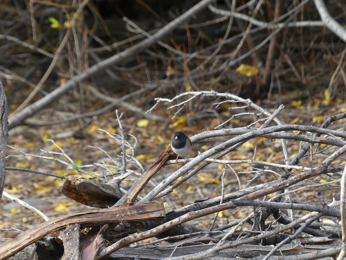 Dark-eyed Junco - ML643318497