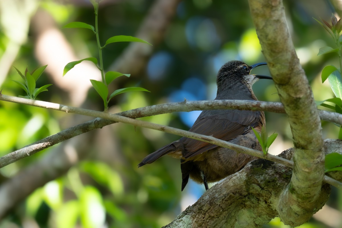 Victoria's Riflebird - ML643318498