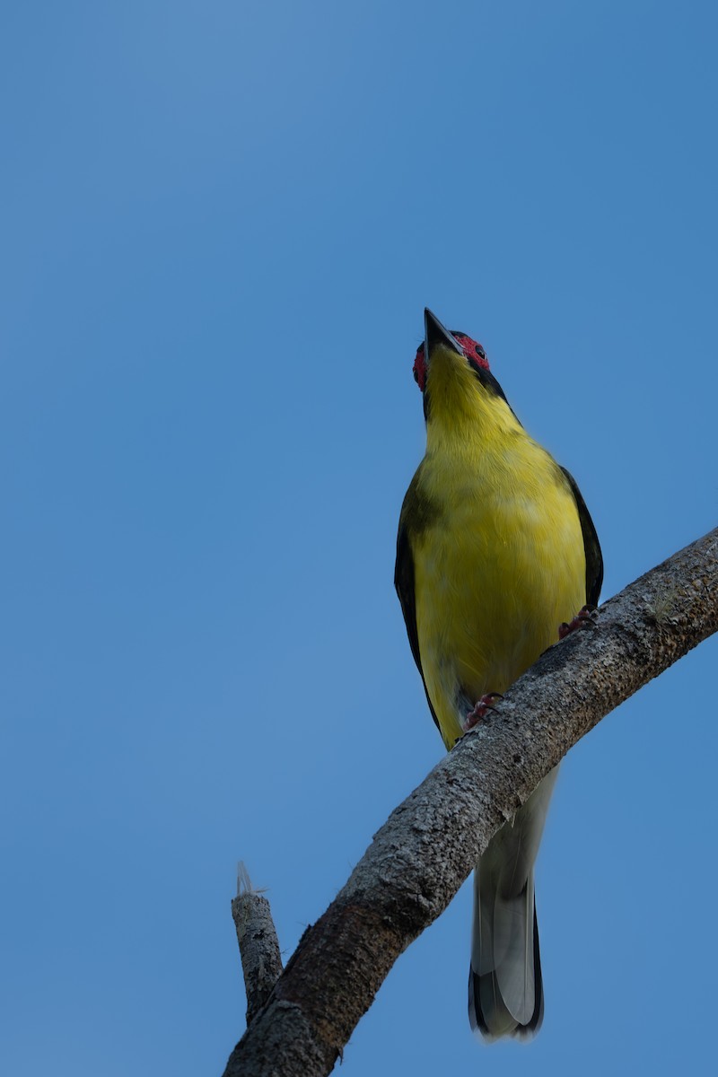 Australasian Figbird - ML643318500