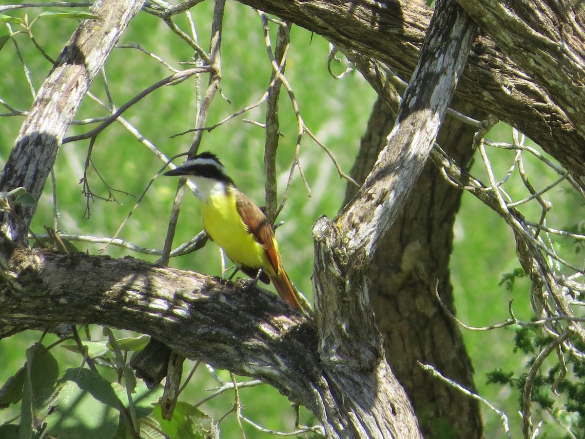 Great Kiskadee - ML643318501