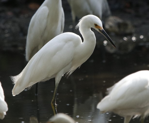 Snowy Egret - ML643318505