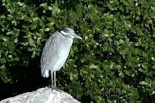 Yellow-crowned Night Heron - ML643318511