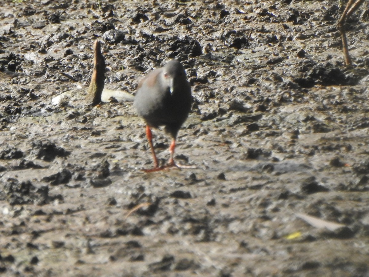 ミナミクロクイナ - ML643318517