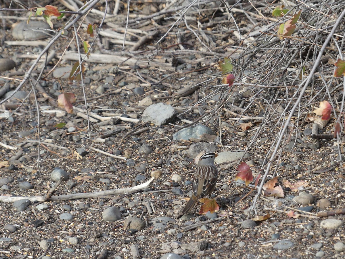 ミヤマシトド - ML643318524