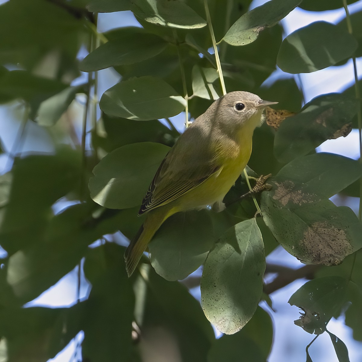 Nashville Warbler - ML643318536