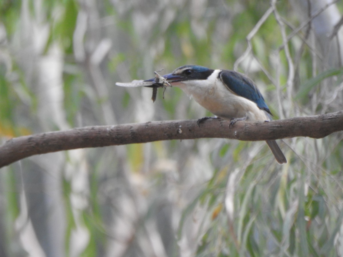 Sacred Kingfisher - ML643318557