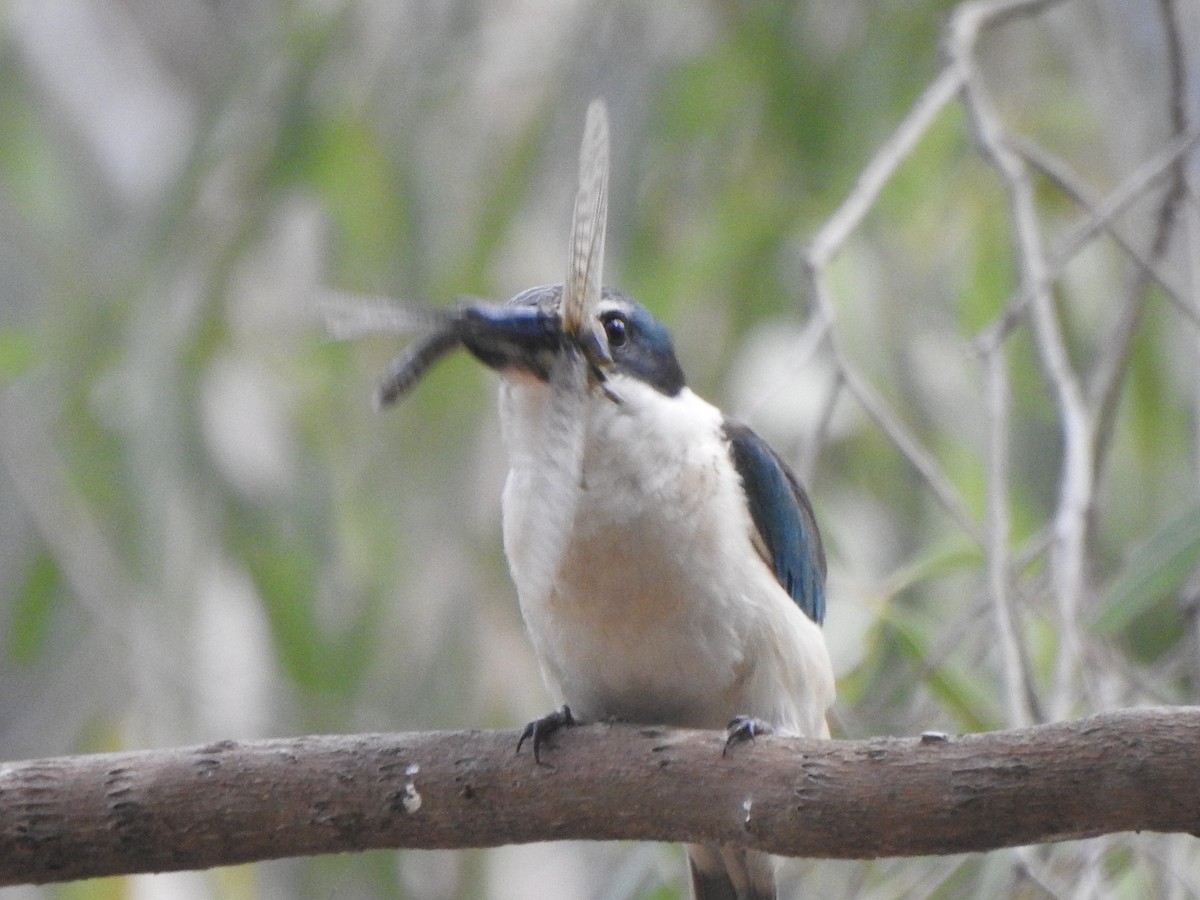 Sacred Kingfisher - ML643318560