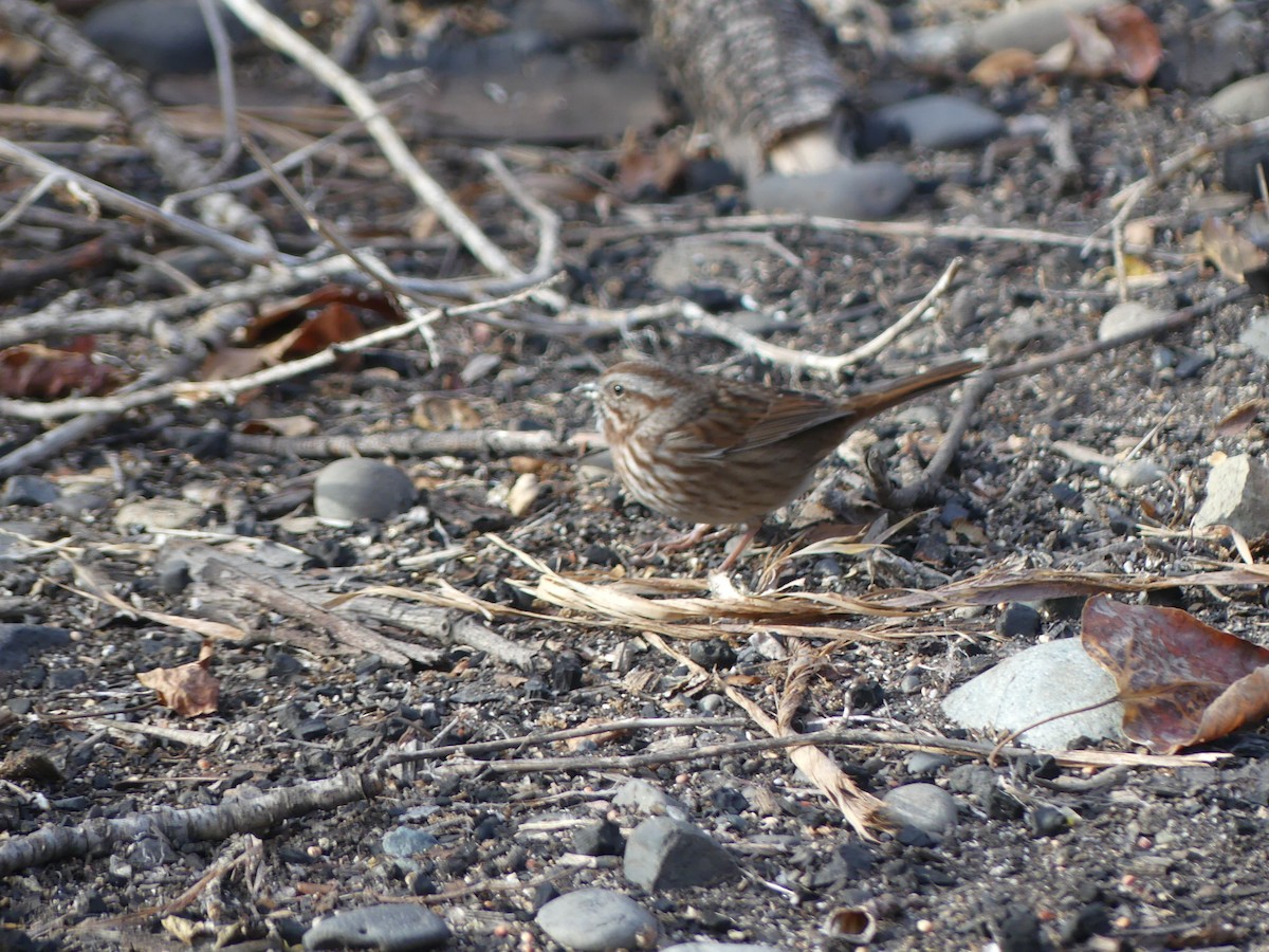 ウタスズメ - ML643318571