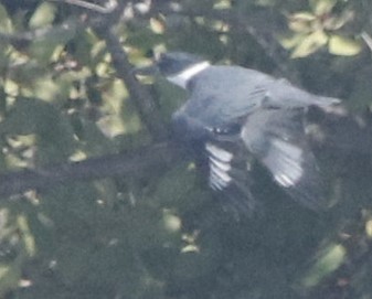 Belted Kingfisher - ML643318574