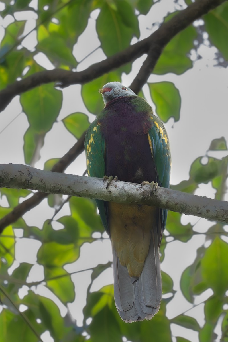 Wompoo Fruit-Dove - ML643318580