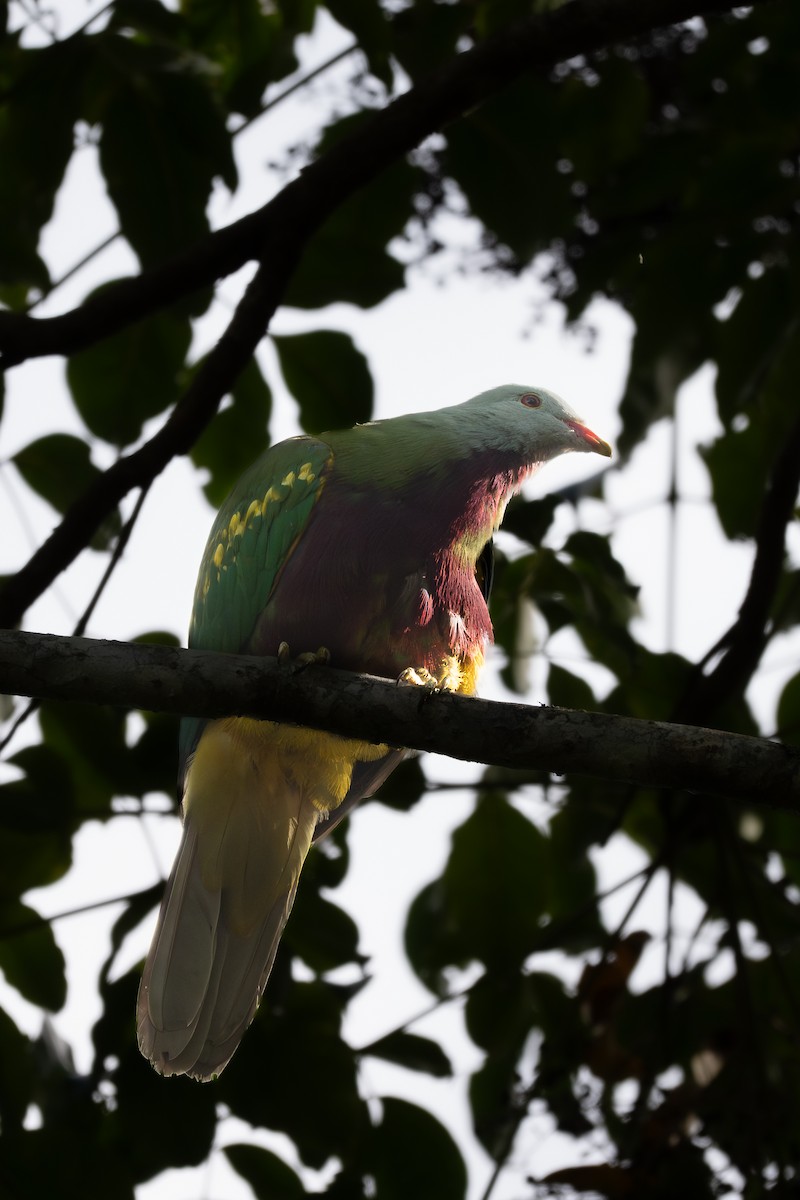 Wompoo Fruit-Dove - ML643318581
