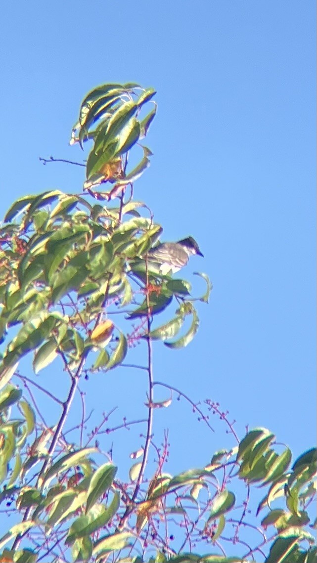 Eastern Kingbird - ML643318585