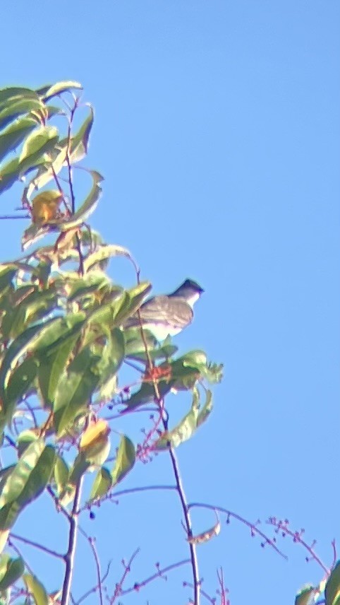 Eastern Kingbird - ML643318586