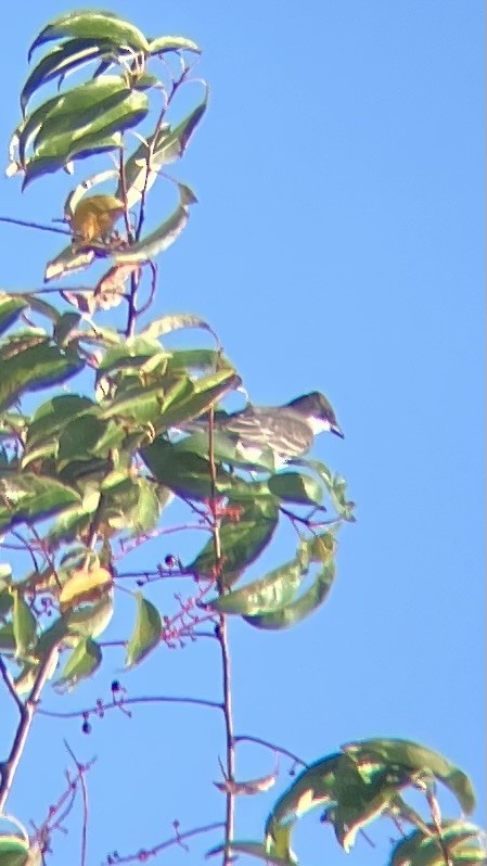 Eastern Kingbird - ML643318587