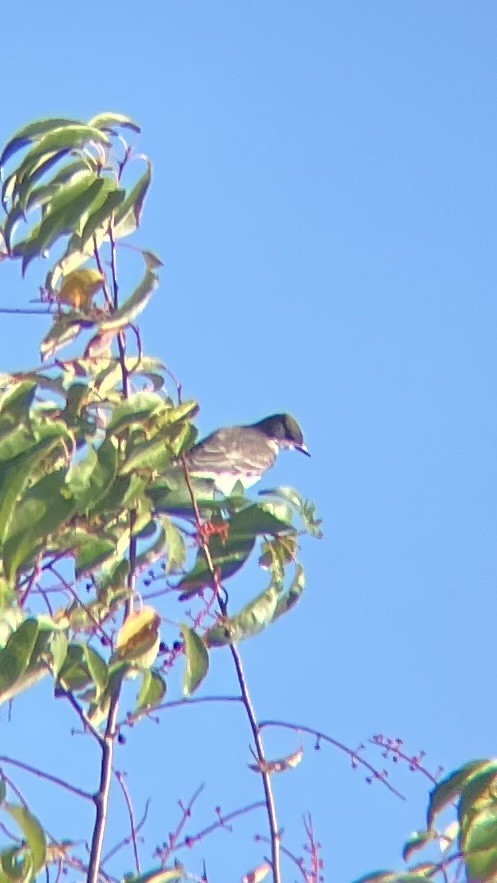 Eastern Kingbird - ML643318588
