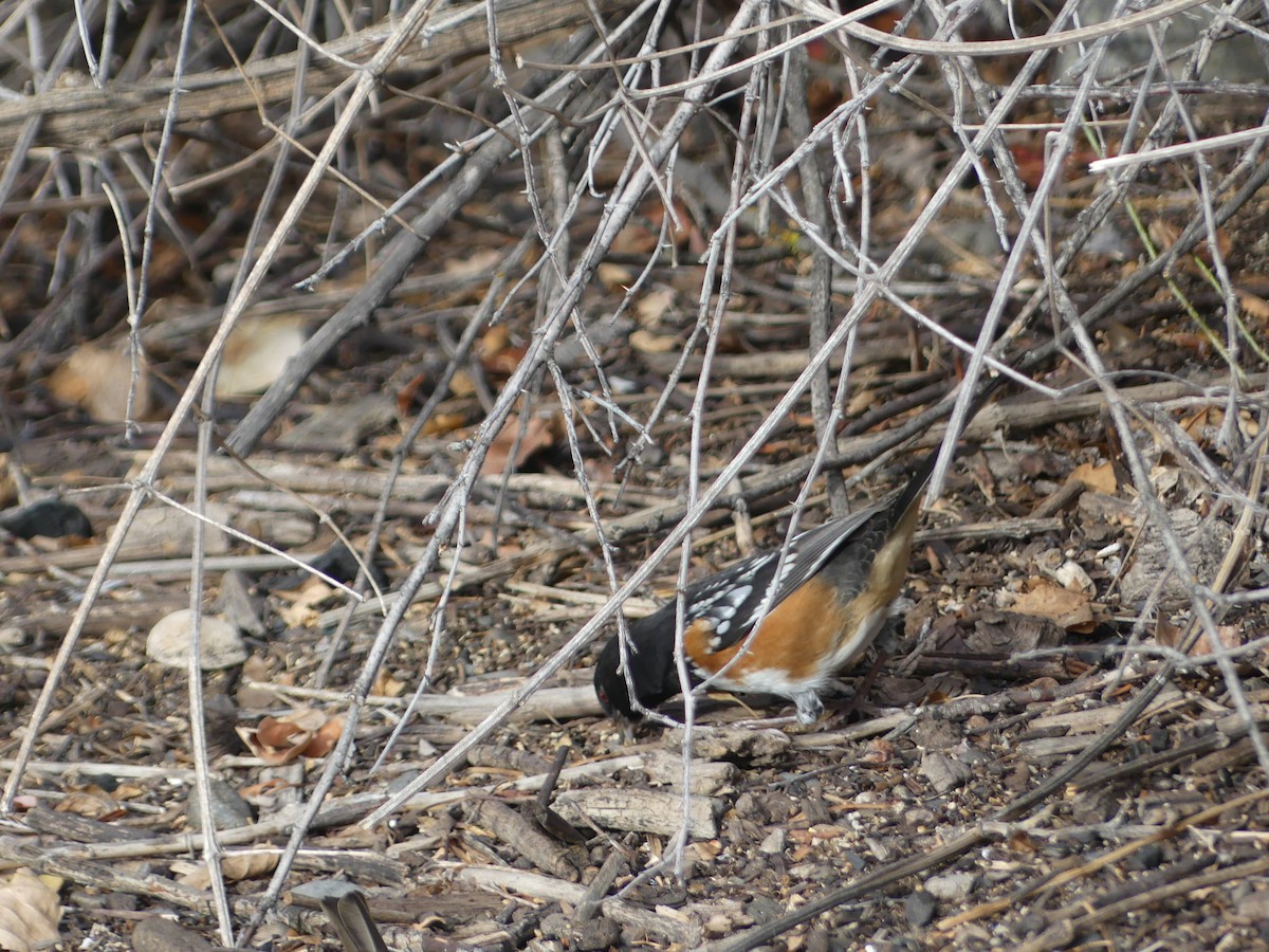 ホシワキアカトウヒチョウ - ML643318589