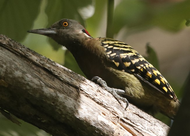 Hispaniolan Woodpecker - ML643318591