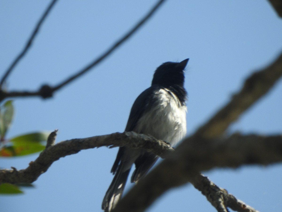 Leaden Flycatcher - ML643318600