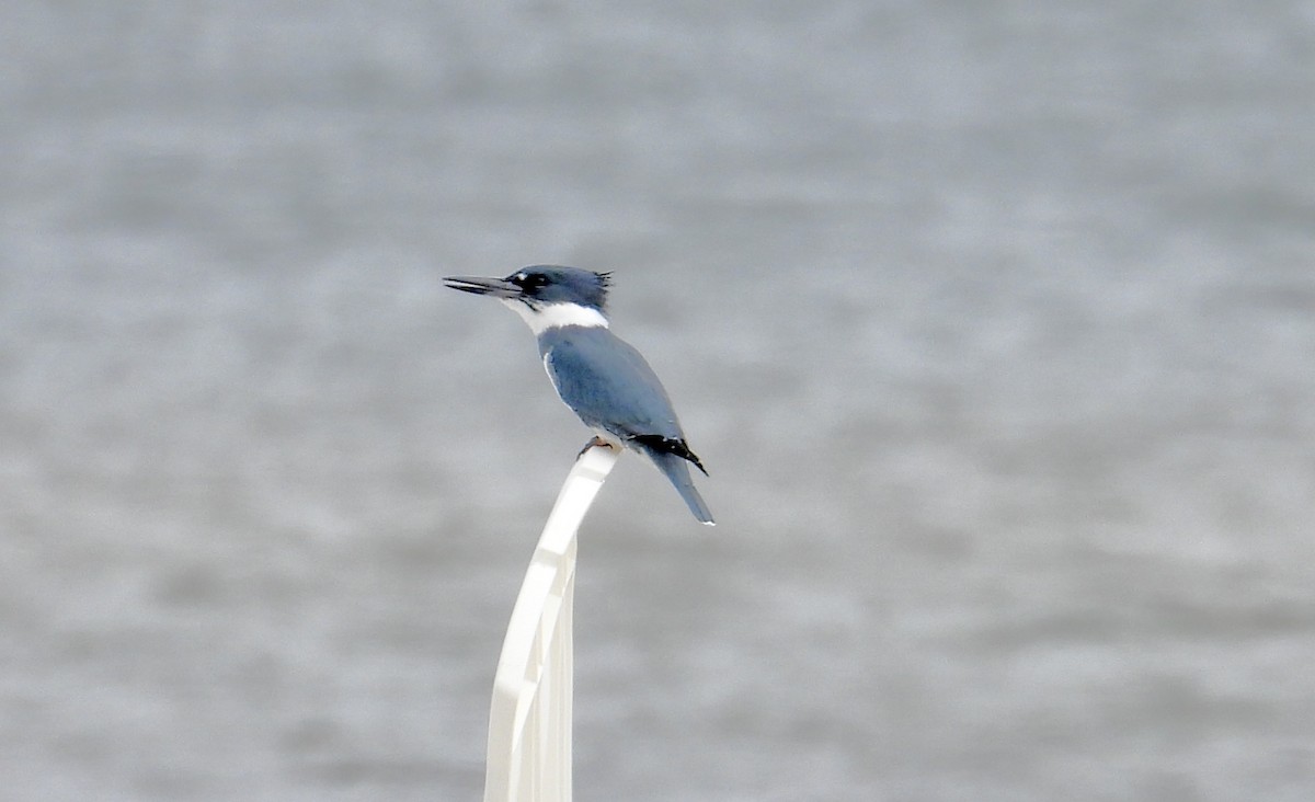 Belted Kingfisher - ML643318606