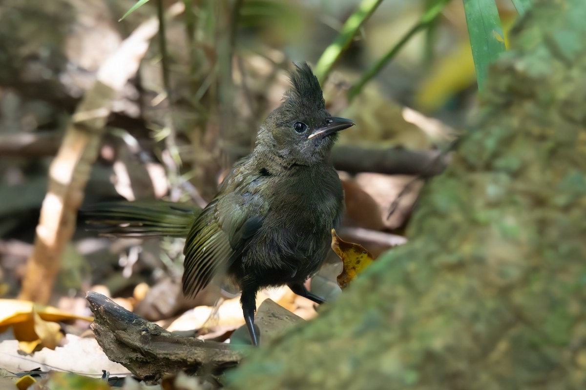 Eastern Whipbird - ML643318610