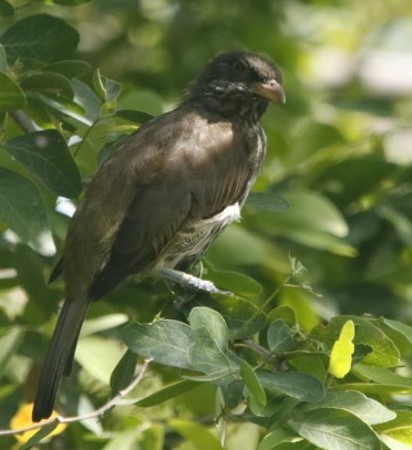 Palmchat - ML643318611