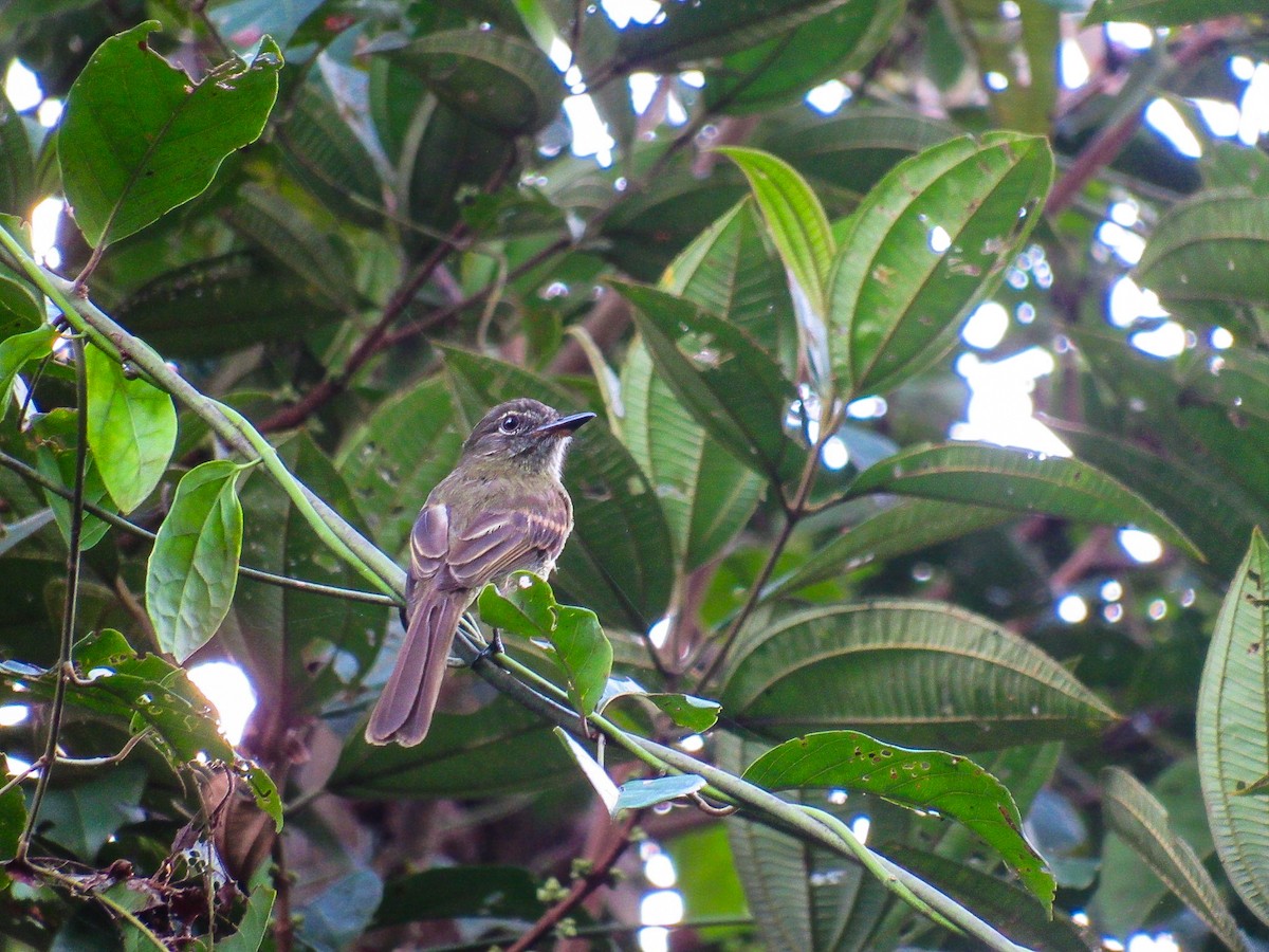 Dusky-tailed Flatbill - ML643318639