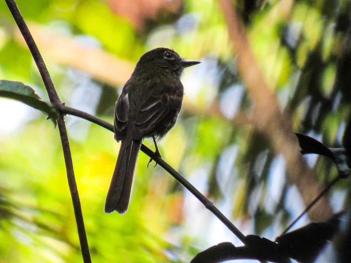 Dusky-tailed Flatbill - ML643318640