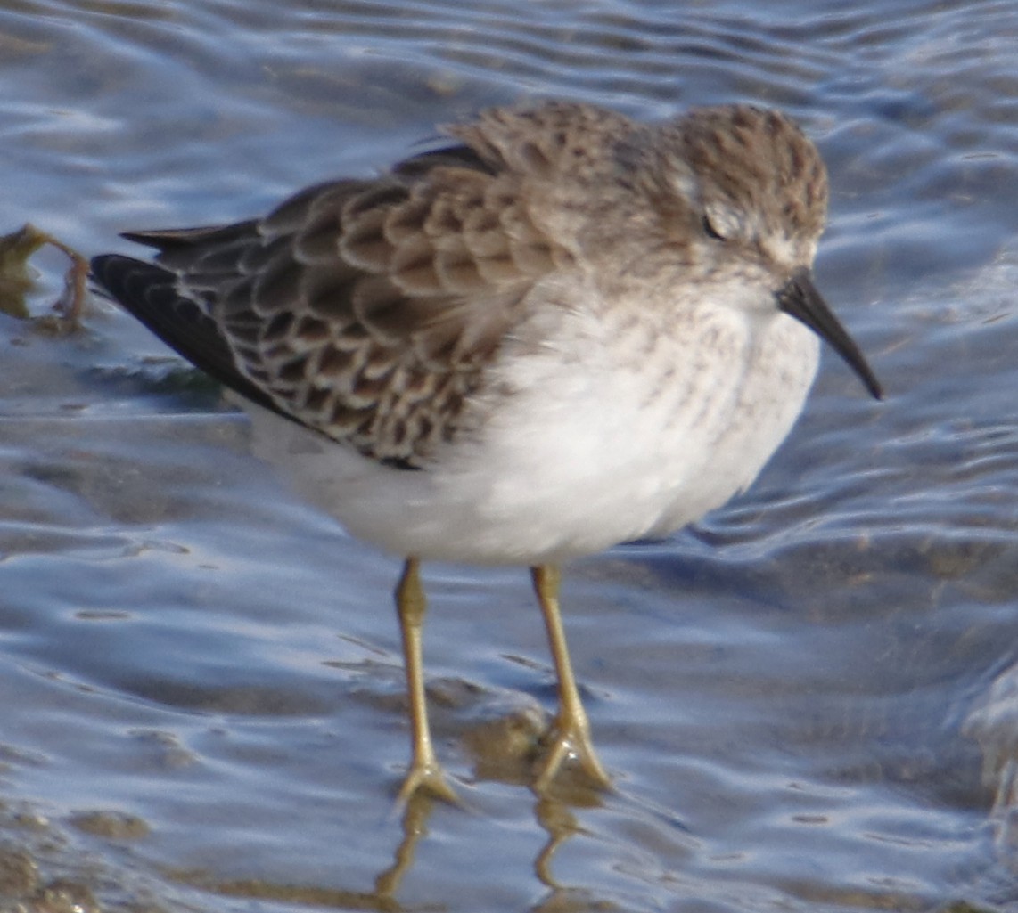 Least Sandpiper - ML643318663
