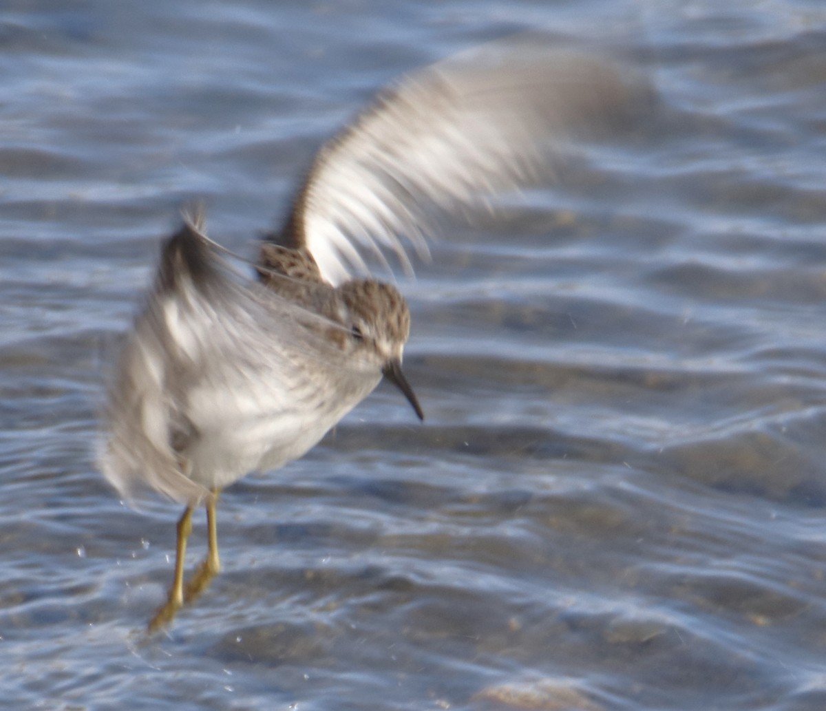 Least Sandpiper - ML643318664
