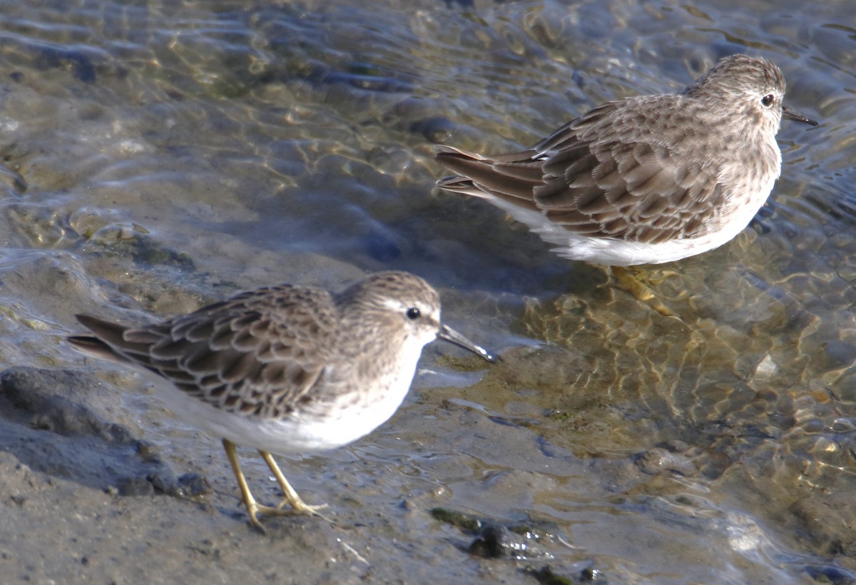 Least Sandpiper - ML643318667