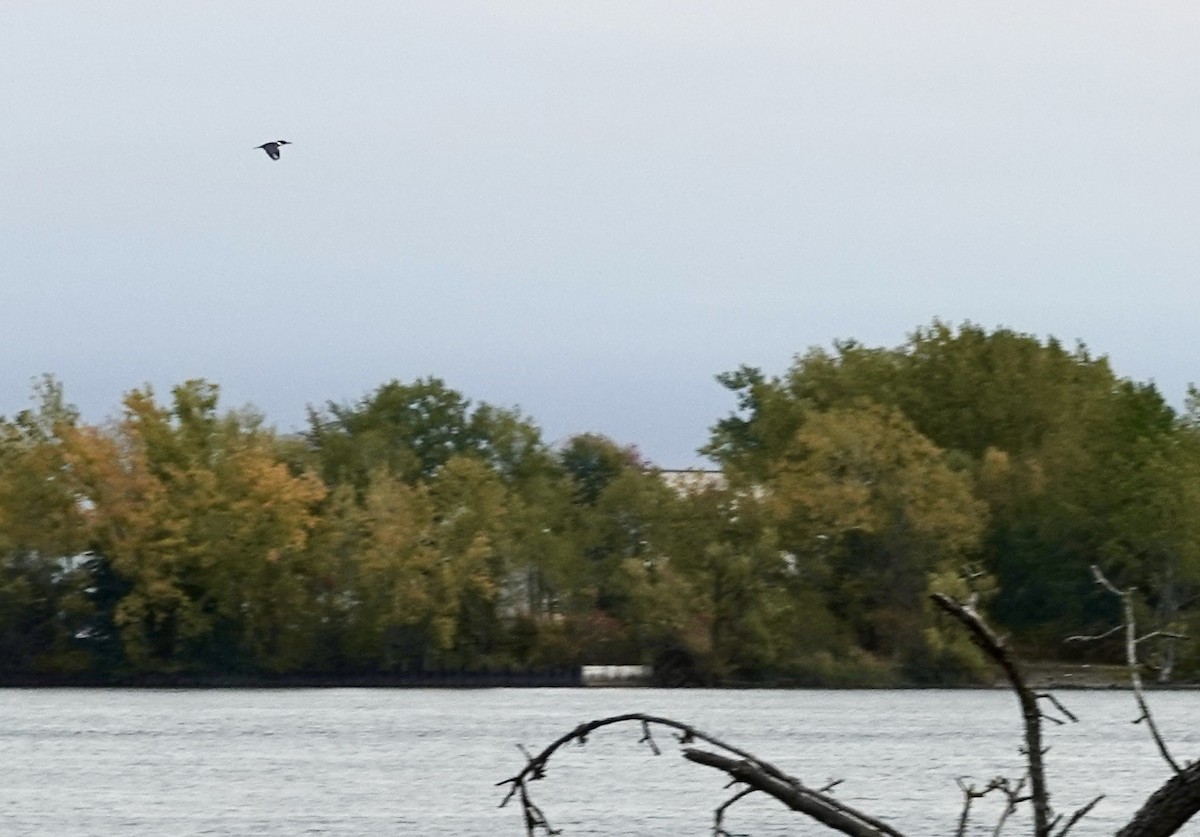 Belted Kingfisher - ML643318718