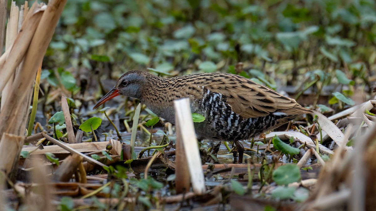 東亞秧雞 - ML643318736