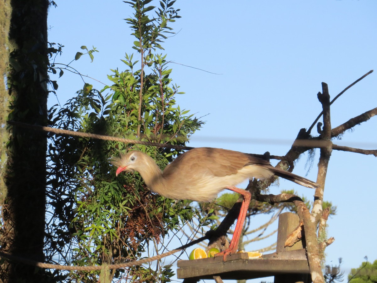 Red-legged Seriema - ML643318759