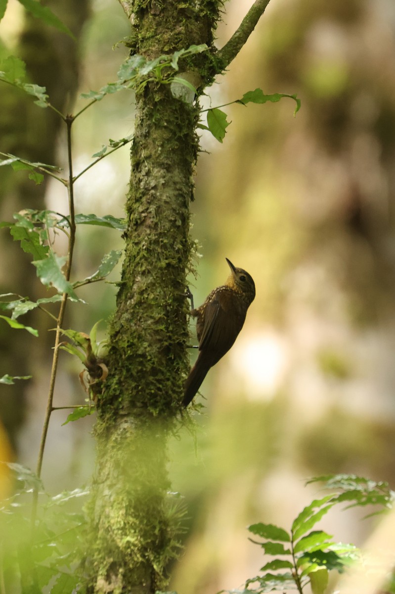 Wedge-billed Woodcreeper - ML643318773