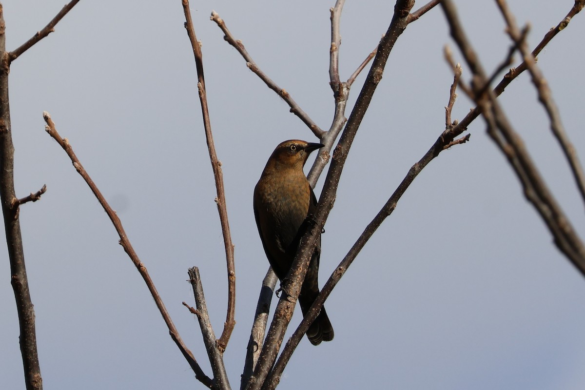Rusty Blackbird - ML643318776