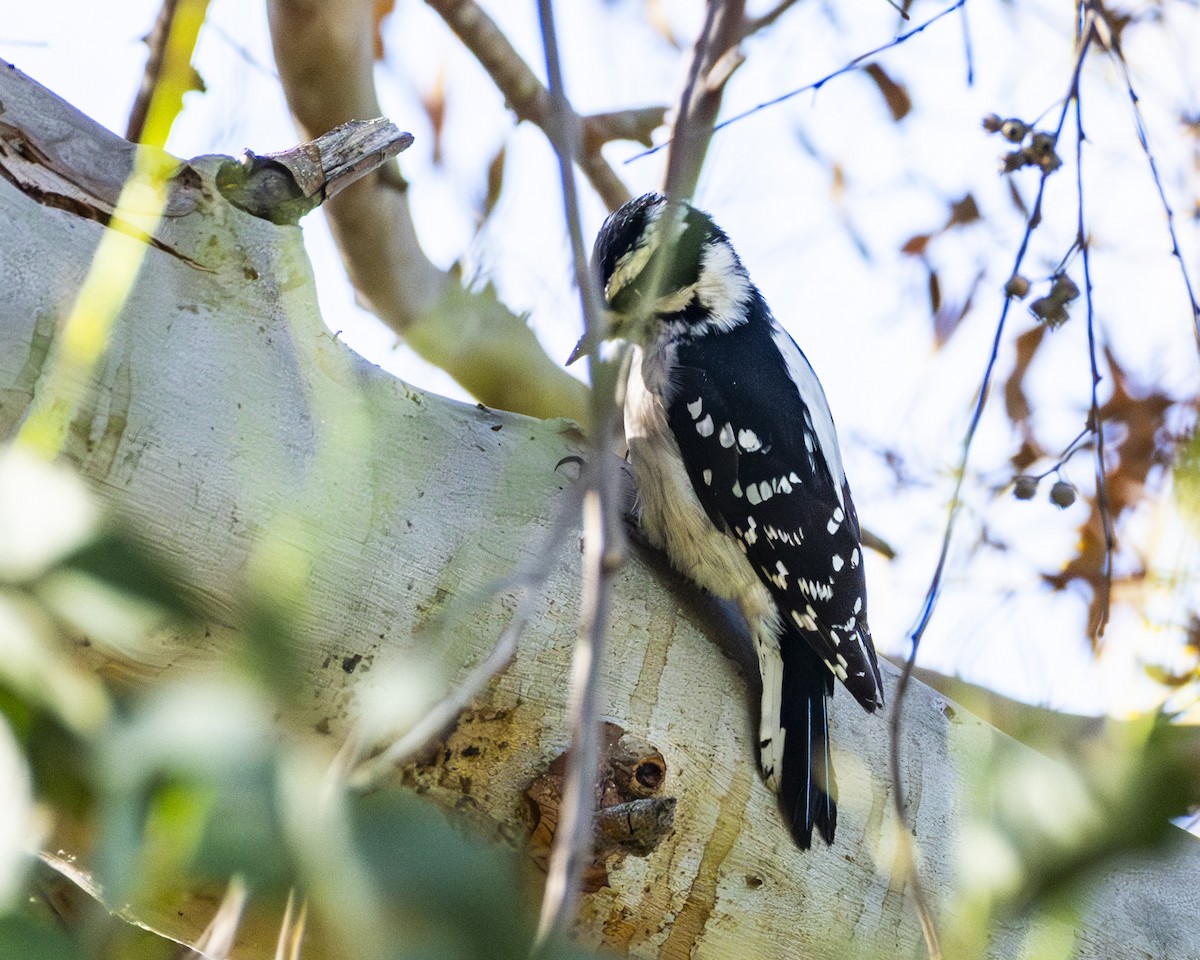 Downy Woodpecker - ML643318779