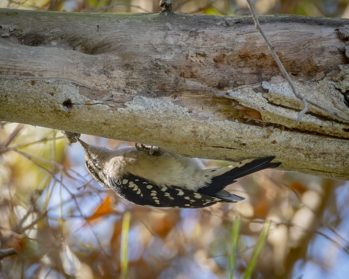 Downy Woodpecker - ML643318780