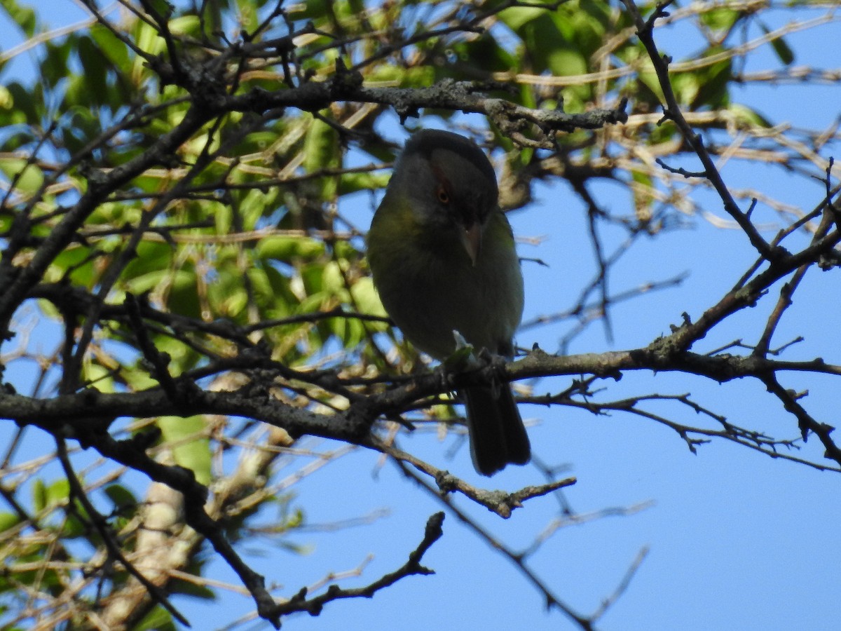 アカマユカラシモズ - ML643318782