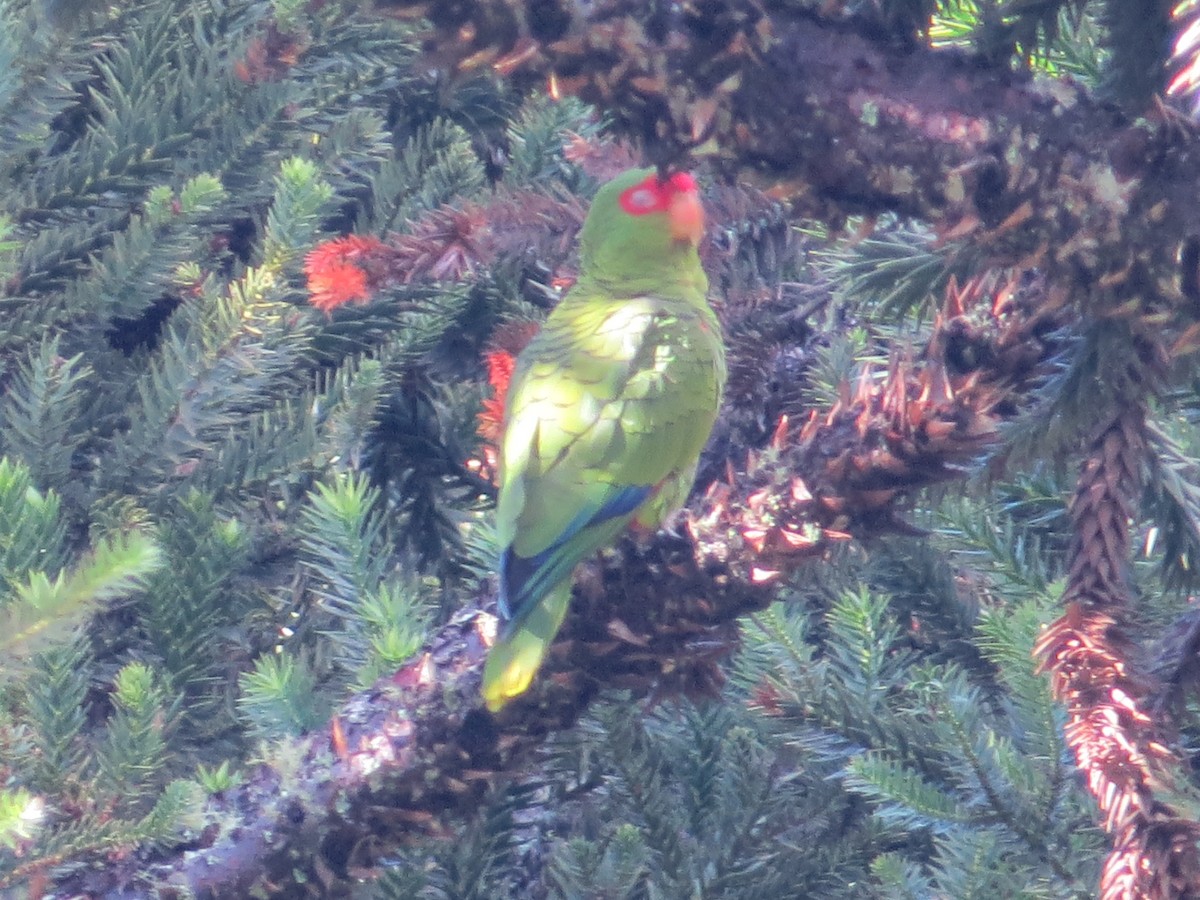 Red-spectacled Amazon - ML643318783