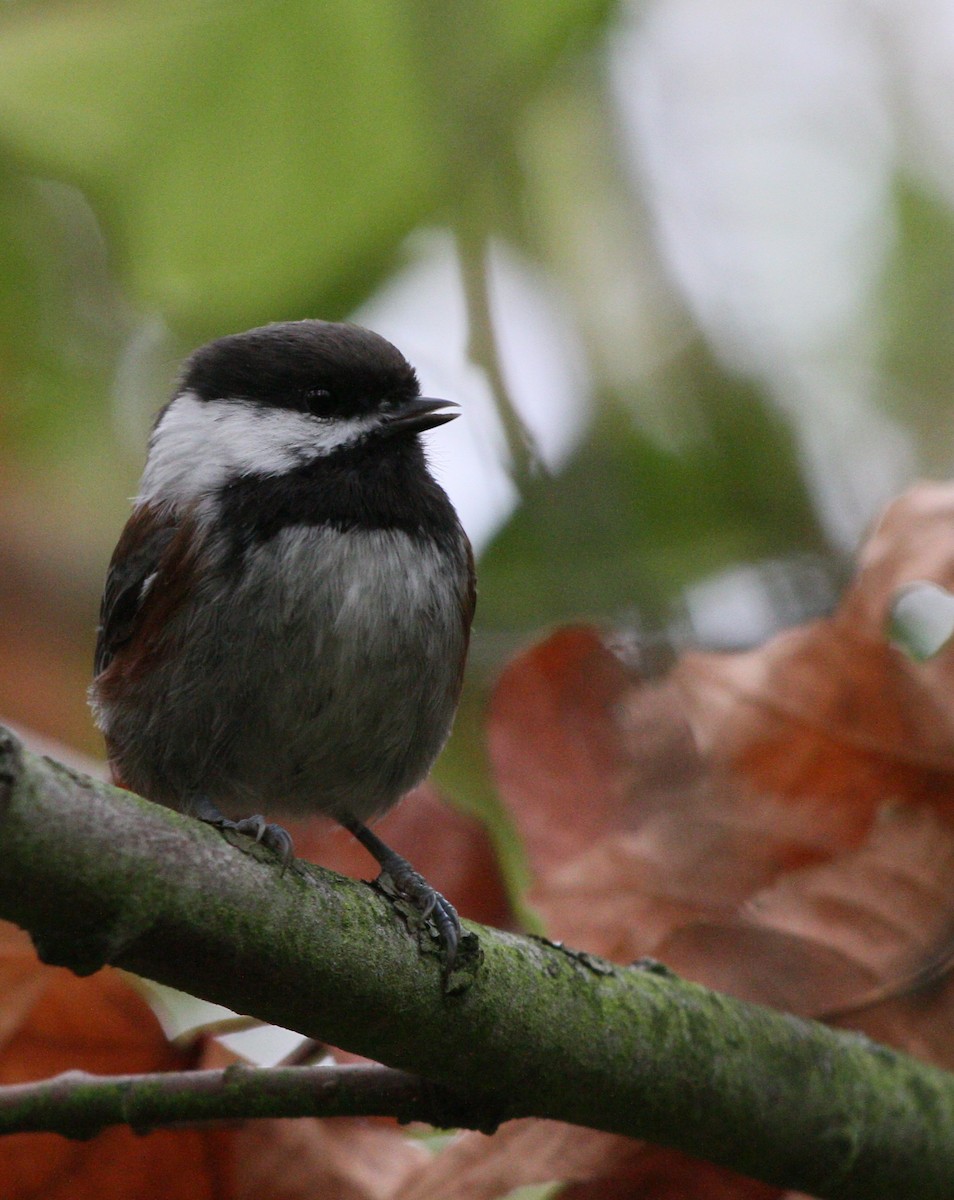 Chestnut-backed Chickadee - ML643318787