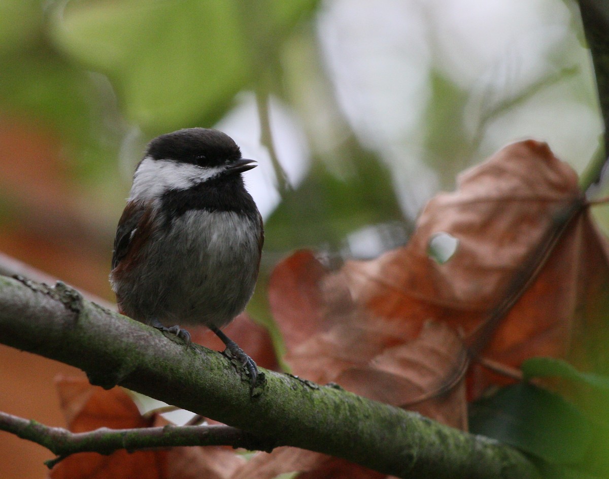Chestnut-backed Chickadee - ML643318788